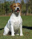 Jack Russell Terrier 9M097D-026